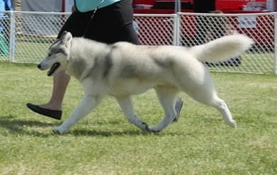 Photo of Huskavarna’s Perfect To A T