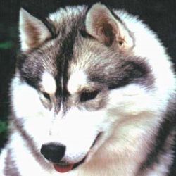 Photo of Kaila's Silent Snow