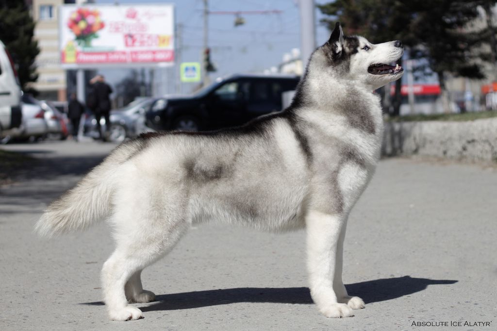 Photo of Absolute Ice Alatyr