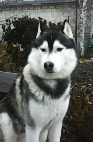 Photo of Great Winner Shaggy Land