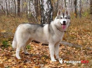Photo of Husky Haven Uventa
