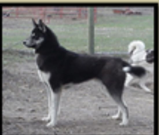Photo of Orso Of Jedeye (At Greentrails)