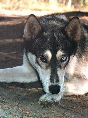Photo of Tumnakti's Pirate