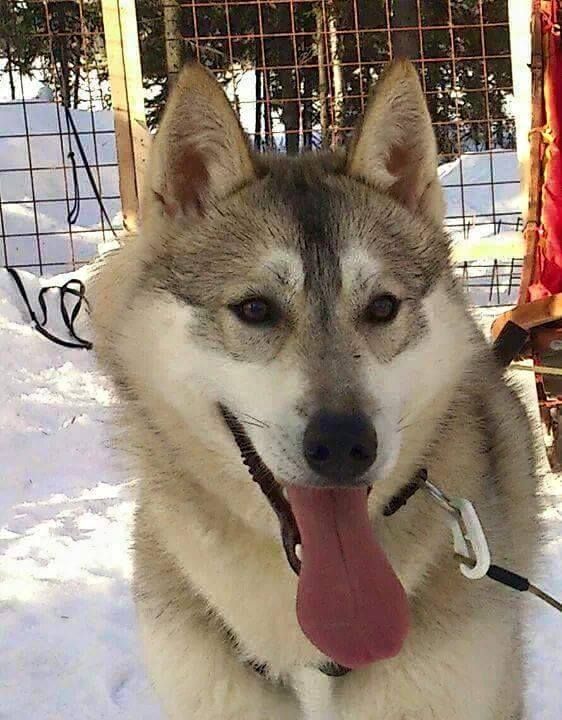 Photo of Arctic Power Runaway