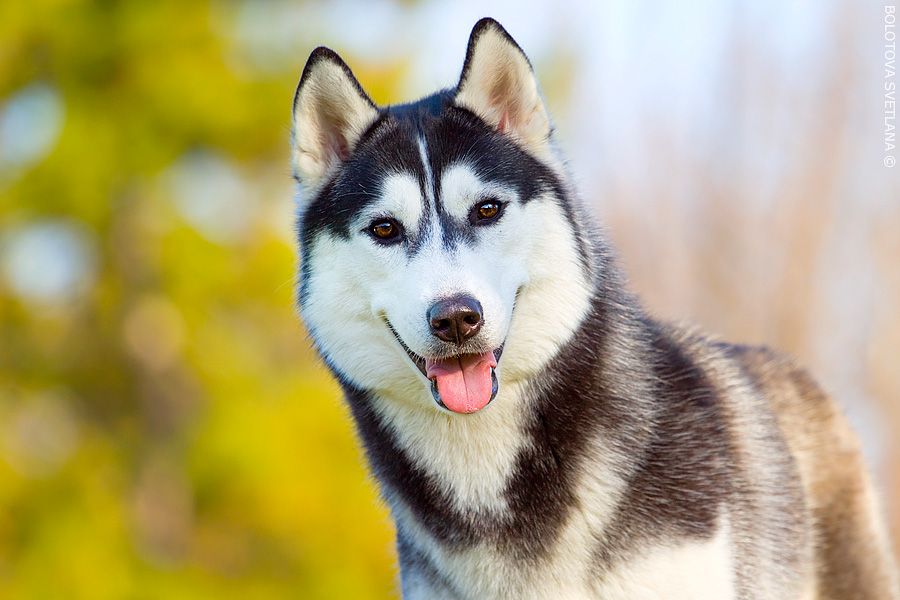 Photo of Siberian Miracle Felicity
