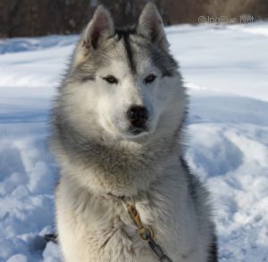Photo of Husky Haven Prince Charles