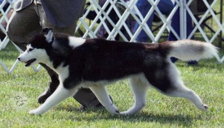 Photo of Jo-Kar’s Furgalicious