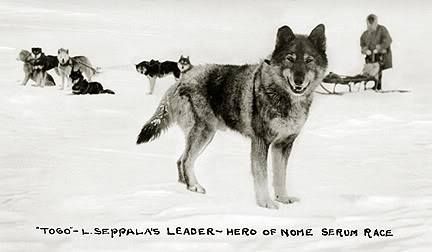Photo of Togo Of Seppala
