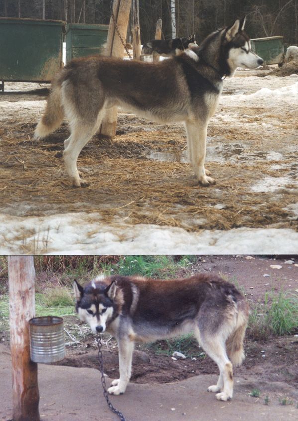 Photo of Alaskan’s Meekur Of Anadyr