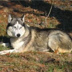 Photo of Silver Dusk