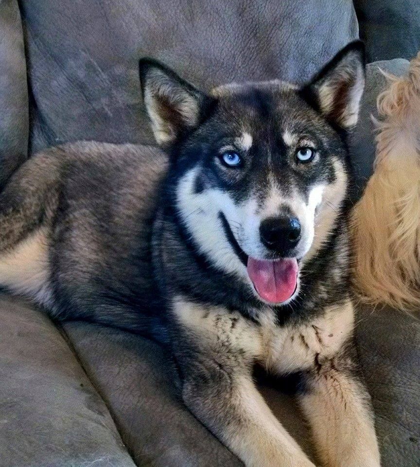 Photo of Lacie's Ryka of Wildheart