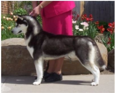 Photo of Ziemabora’s I Cost ’Em A Carat