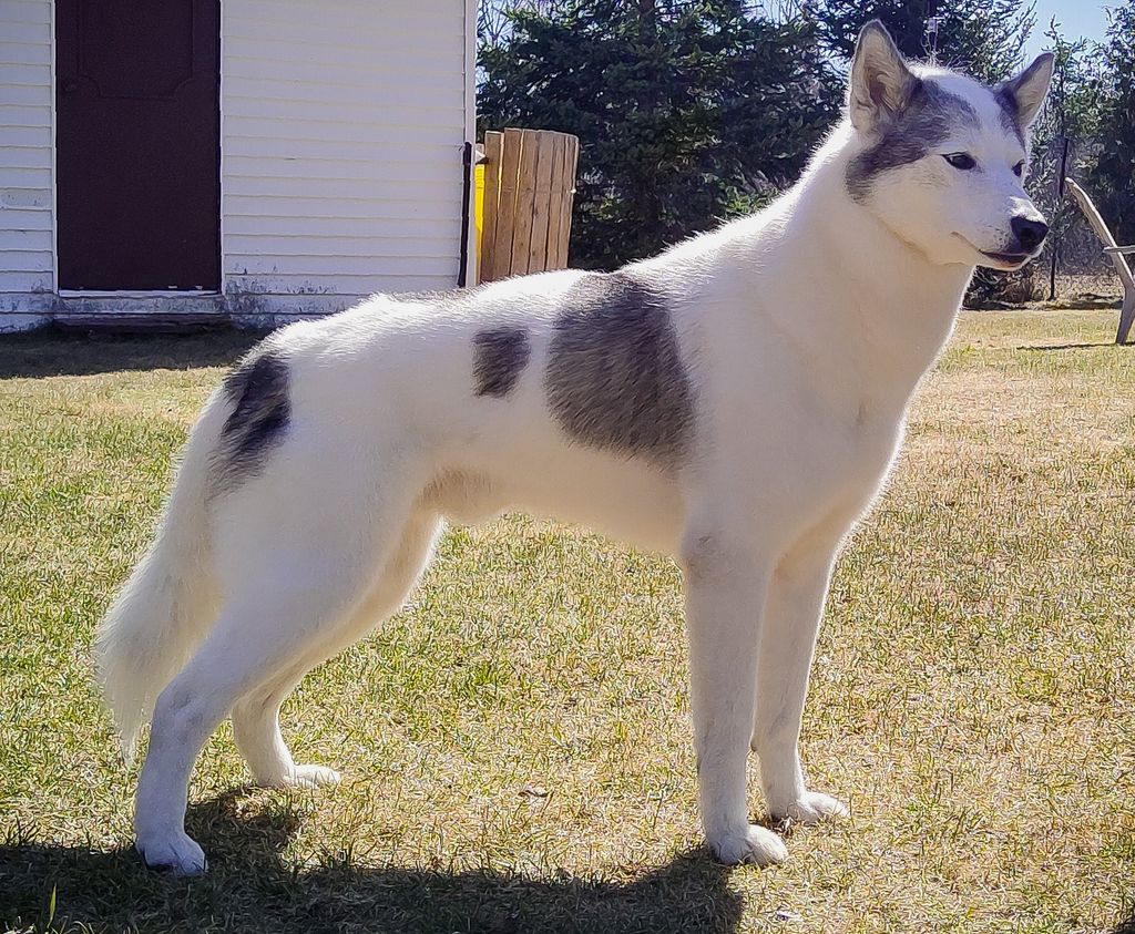 Photo of Brokentrails Ringo