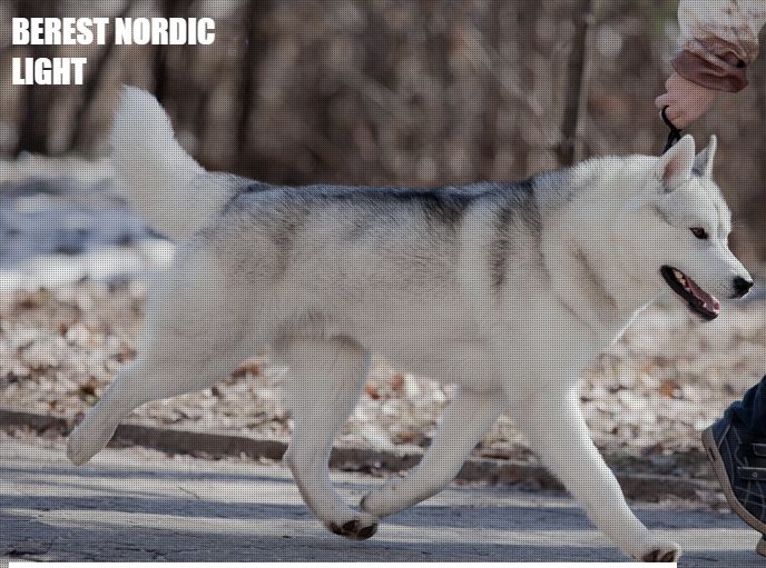 Photo of Berest Nordic Light