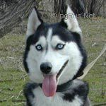 Photo of Honda s Goluboy Zvezdy
