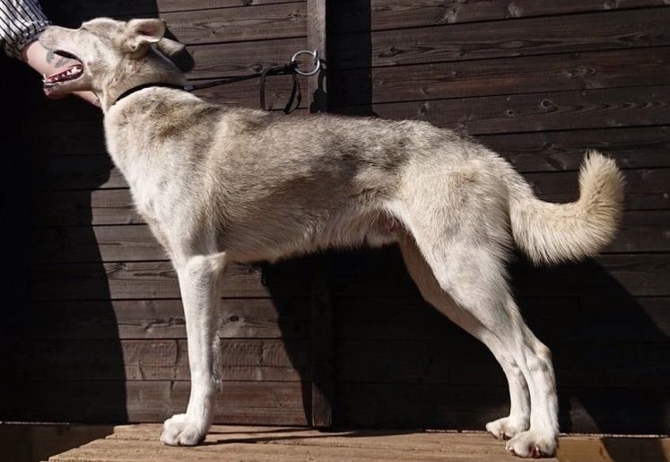 Photo of Yabasta Black Powder Bolt