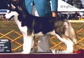 Photo of Cadohi’s Mik-L Angelo O’Snoking