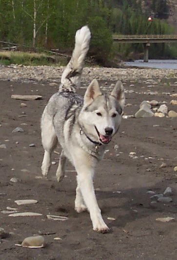 Photo of Sutula’s Windswept Echo