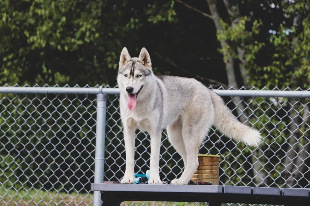 Photo of Moondream's Svedka