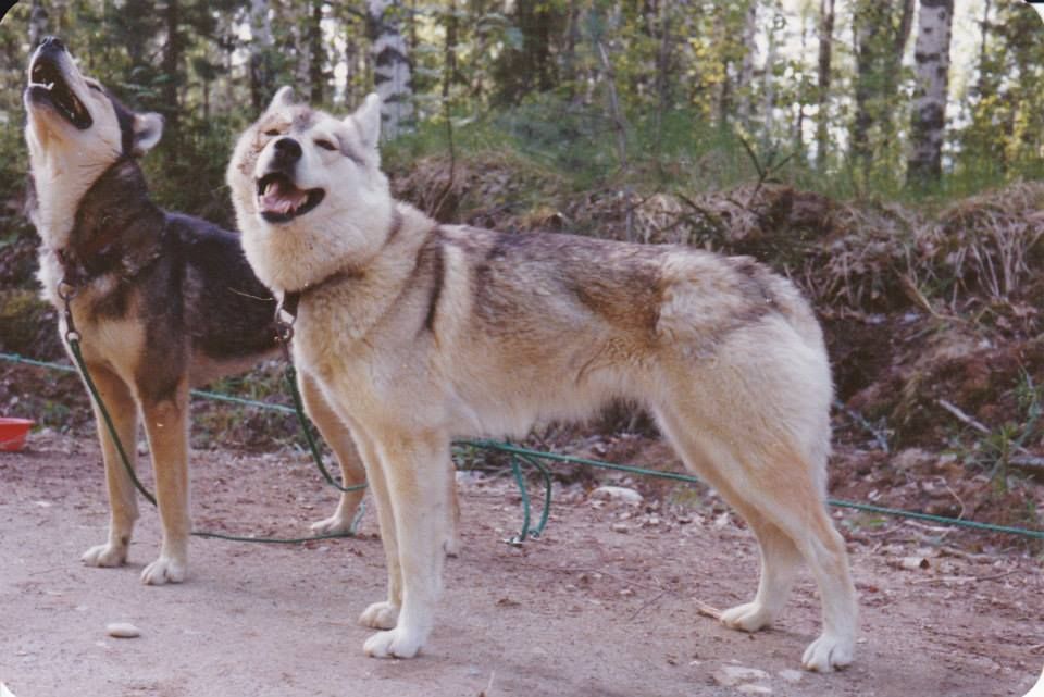 Photo of Rusla av Vargevass-A