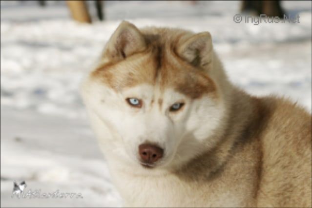 Photo of Koobear Violet R Blue