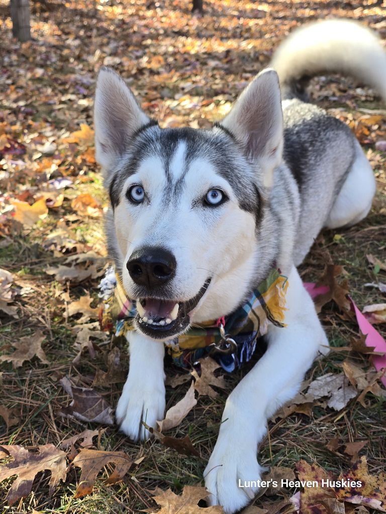 Photo of Lunters the Gift Of Silver Peak