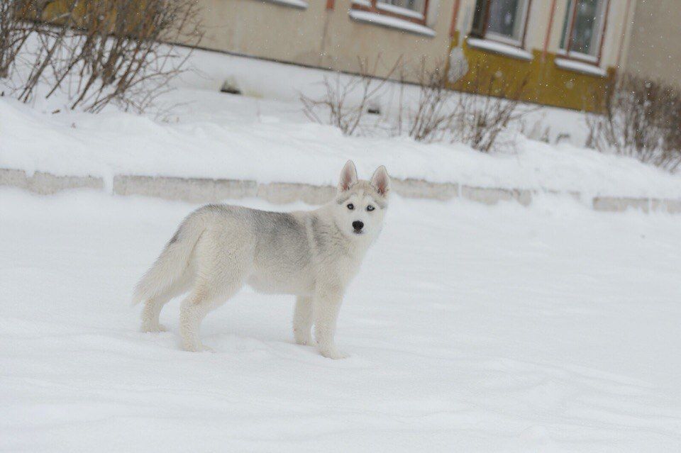 Photo of Semargl Gryoza