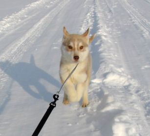 Photo of Shapali’s Ruthless Runner
