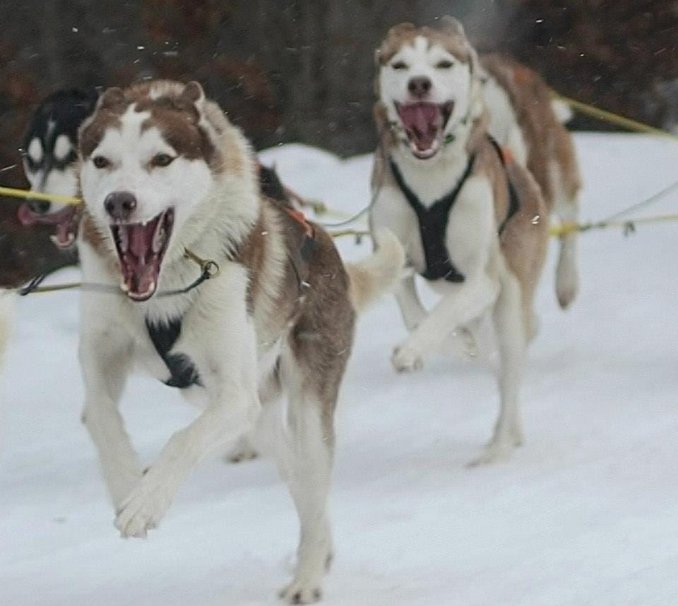 Photo of Axl Rose ab Canis Polaris