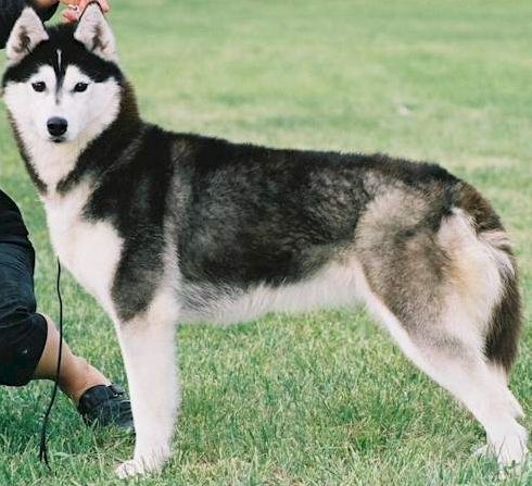 Photo of NorthWapiti’s Valkyrie Kara