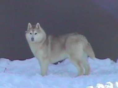 Photo of Shapali’s Wheaten Wendigo