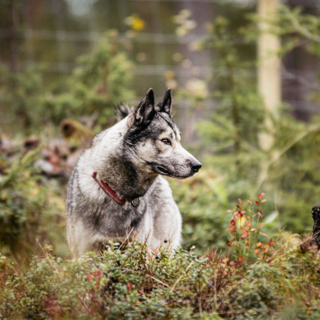 Photo of IRON WOLF Anana Amarok