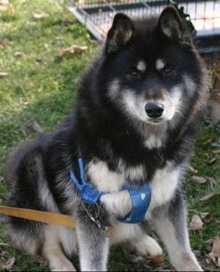 Photo of Silari’s Classy Mountain Thunder