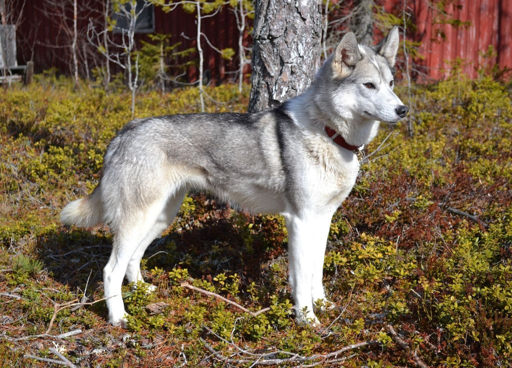 Photo of Jedeye Maggie Of Manitou