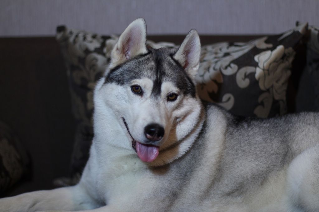 Photo of Semargl Vseneja Lado