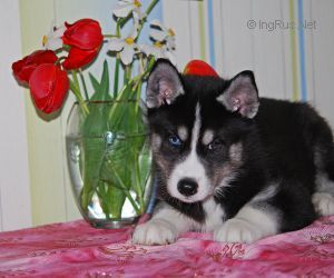 Photo of Zhastin S Goluboy Zvezdy