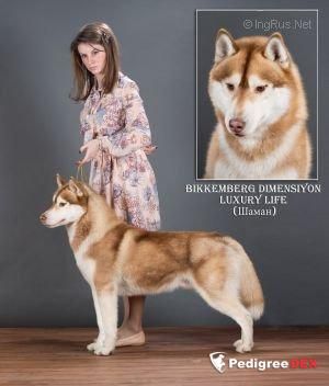 Photo of Bikkemberg Dimensiyon Luxury Life