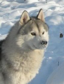 Photo of Husky Haven Believe My Dream Or Not