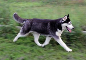 Photo of Northkenda’s Princess Moon