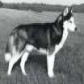 Photo of Ilya Of Northwood