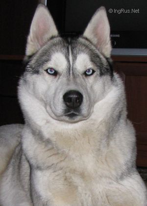 Photo of Barbi Of Arctic Magic