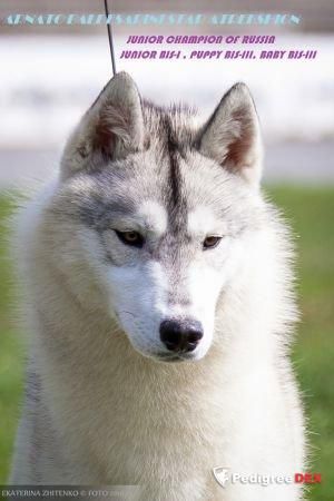Photo of Arnato Baldesarini Star Atrekshion