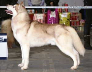 Photo of Sheytan’s Beauty Cheapendale