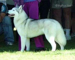 Photo of Wildestar’s Angel Dust