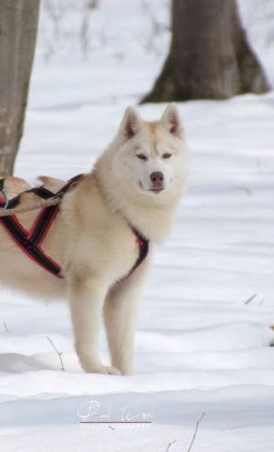 Photo of Tundra Of Wolf Point