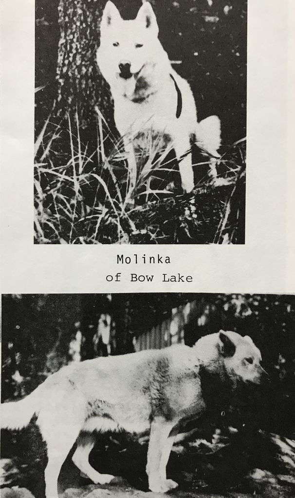 Photo of Molinka Of Bow Lake