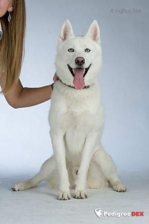 Photo of Liubovs Glacon De Neige