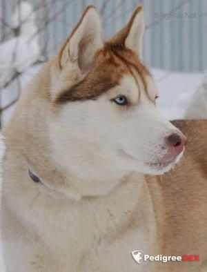 Photo of Yutta s Goluboy Zvezdy