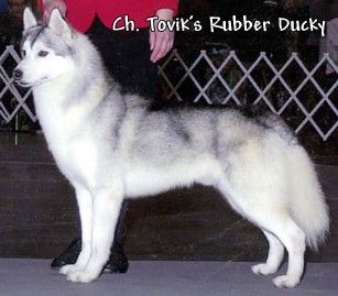 Photo of Tovik’s Rubber Ducky