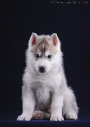 Photo of Husky Haven Imaginary Friend